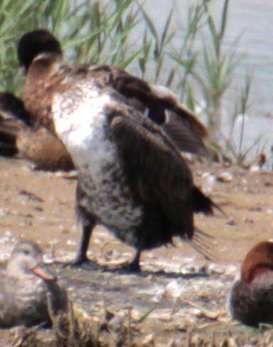 Great Cormorant (North Atlantic) - ML620802466