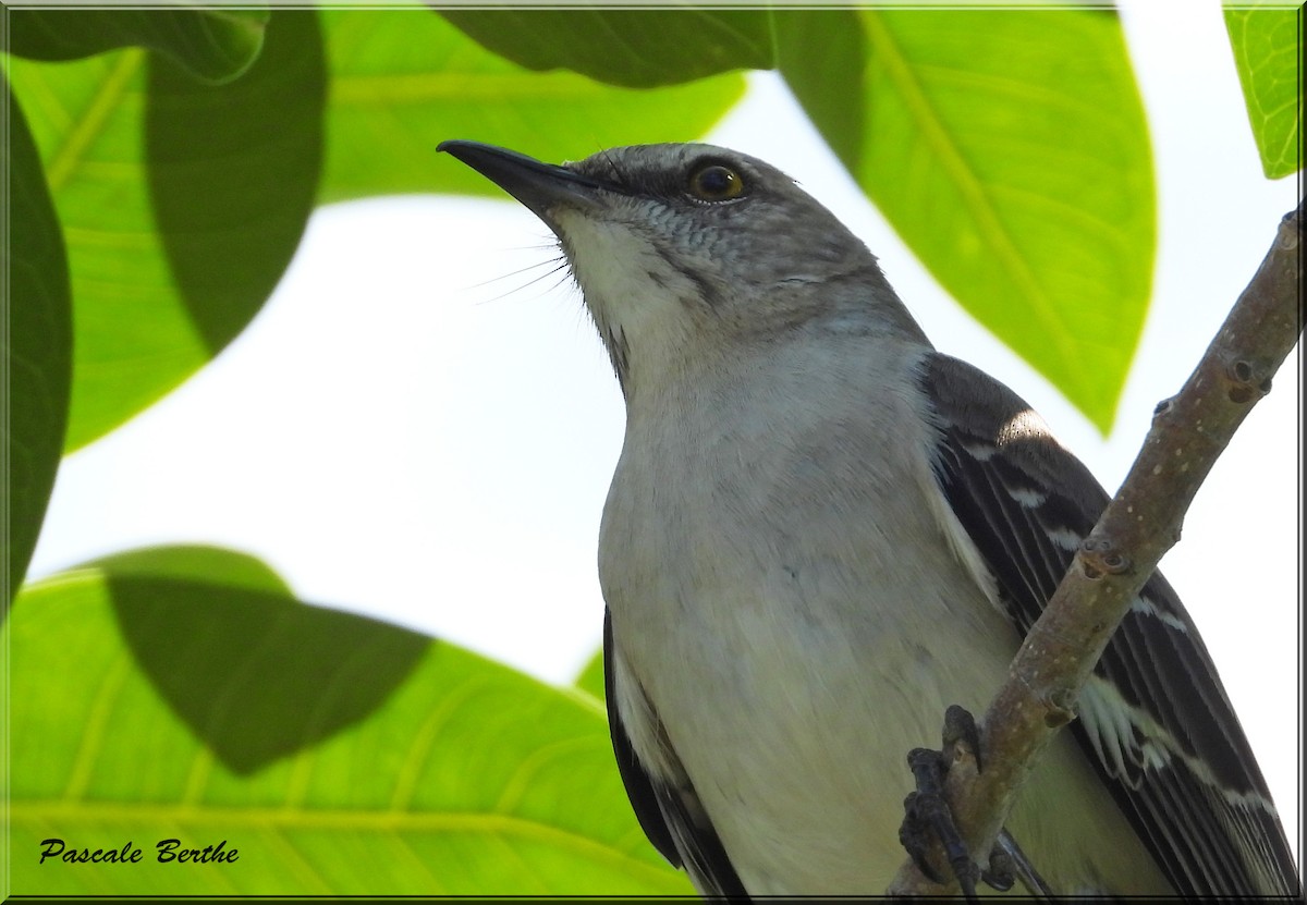 Northern Mockingbird - Pascale Berthe