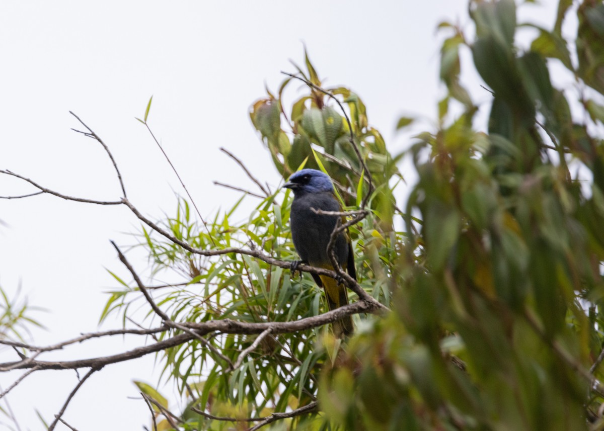 Blue-capped Tanager - Silvia Faustino Linhares