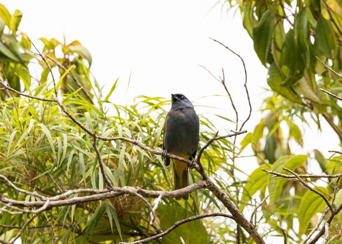 Blue-capped Tanager - ML620802479