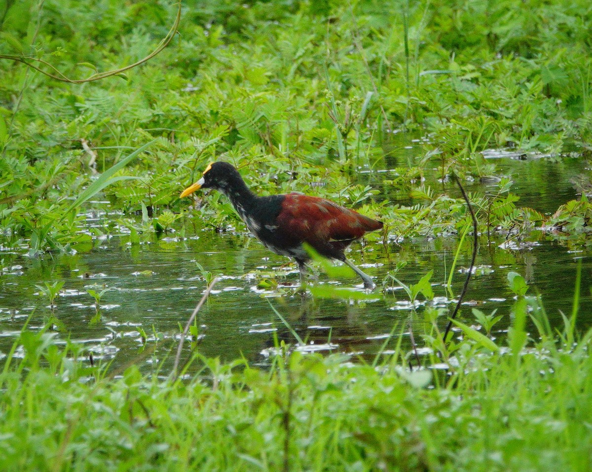 Northern Jacana - ML620802487