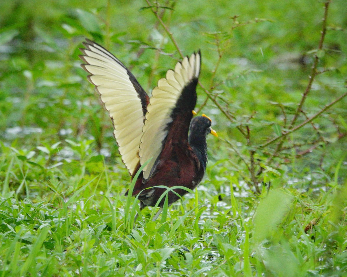 Jacana Centroamericana - ML620802492