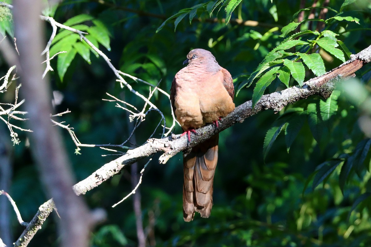 Brown Cuckoo-Dove - ML620802496