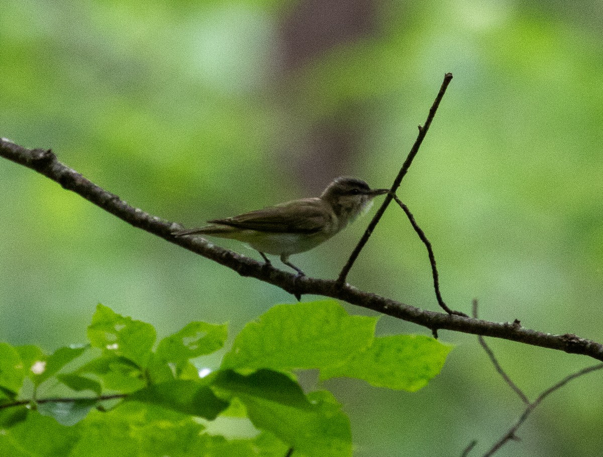 Red-eyed Vireo - ML620802506