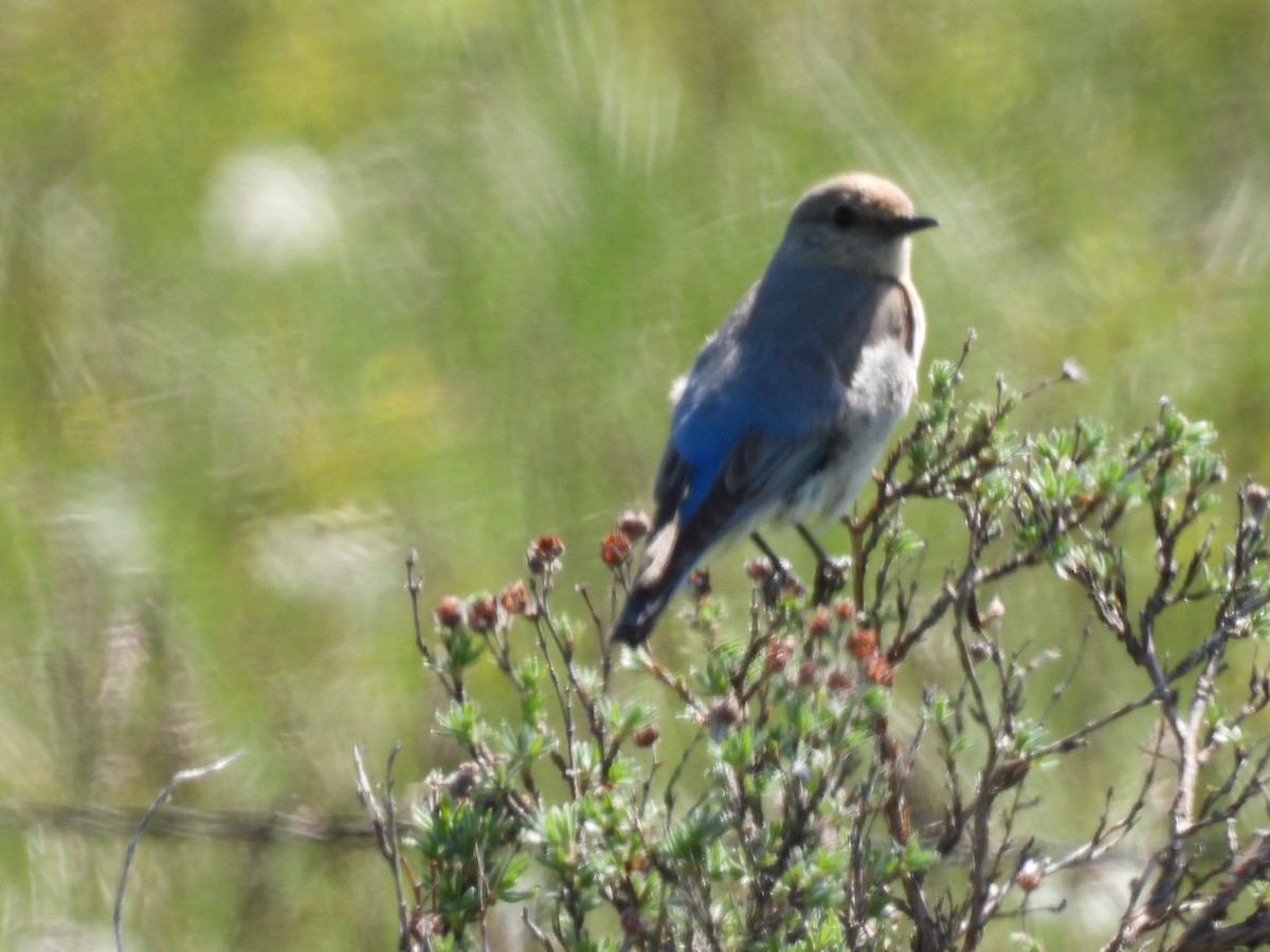 Mountain Bluebird - ML620802510