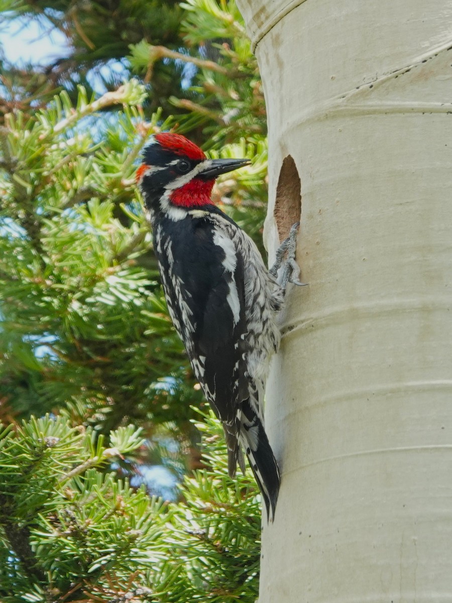 Red-naped Sapsucker - ML620802513