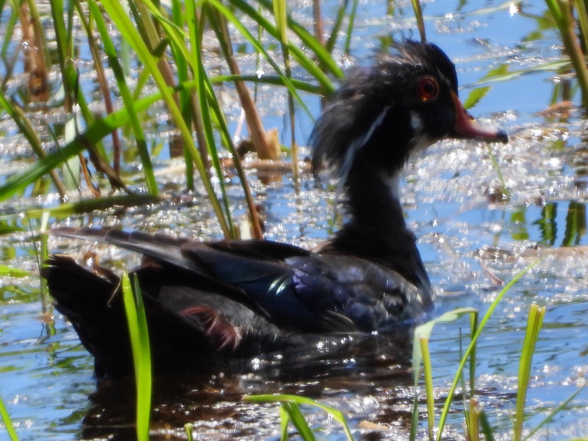 Canard branchu - ML620802515