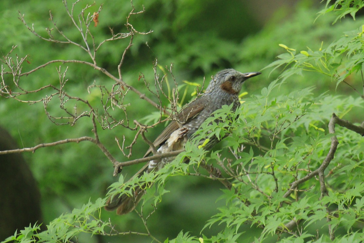 Bulbul à oreillons bruns - ML620802519