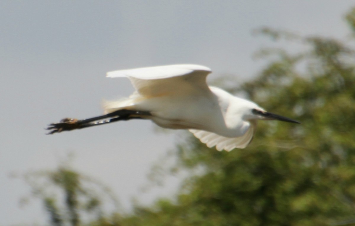 Little Egret (Western) - ML620802525