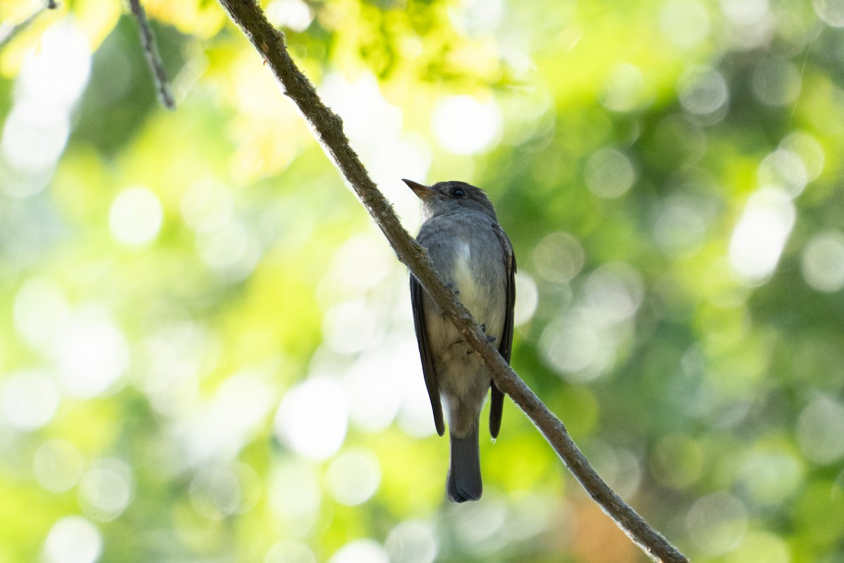 Western Wood-Pewee - ML620802528