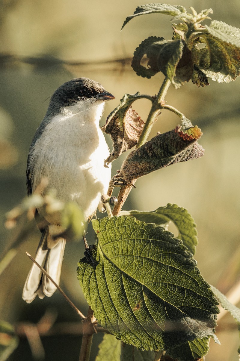 Black-capped Warbling Finch - ML620802529