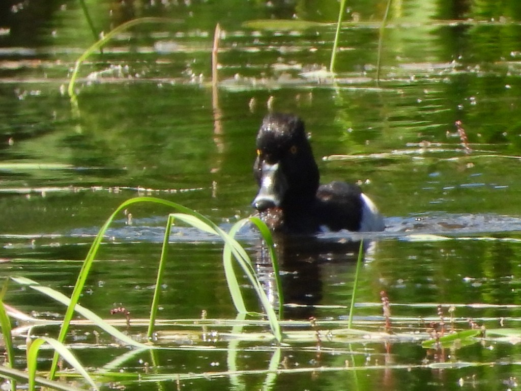 Ring-necked Duck - Tammy Bradford