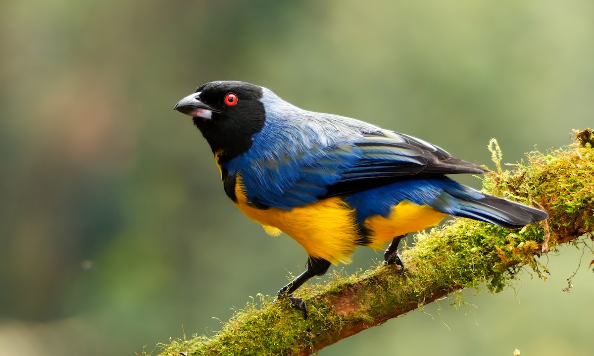 Hooded Mountain Tanager - ML620802534