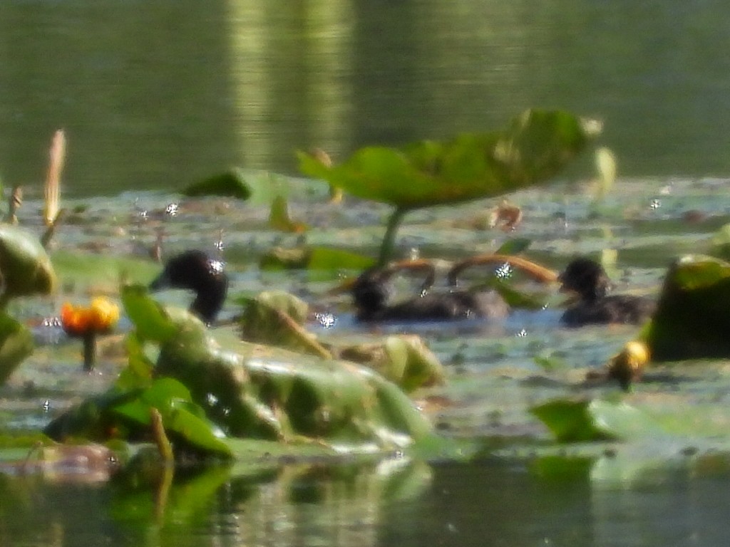 Pied-billed Grebe - ML620802538