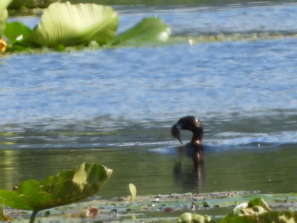 Pied-billed Grebe - ML620802539