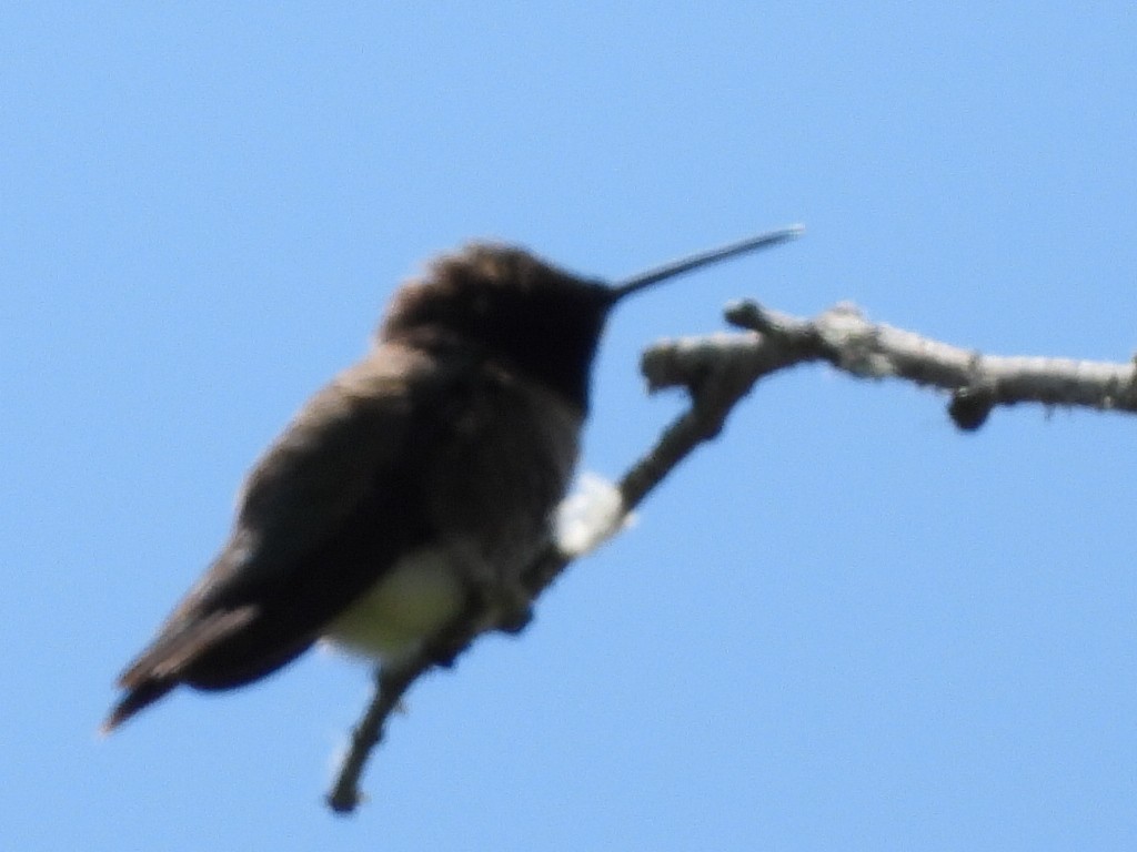 Black-chinned Hummingbird - ML620802540