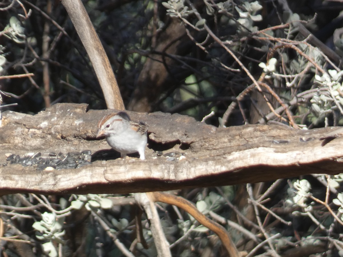 Rufous-winged Sparrow - ML620802545