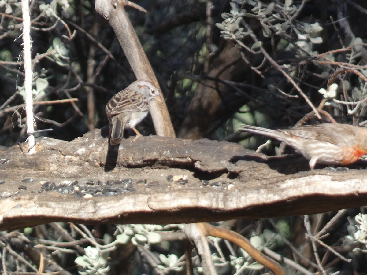 Rufous-winged Sparrow - ML620802546