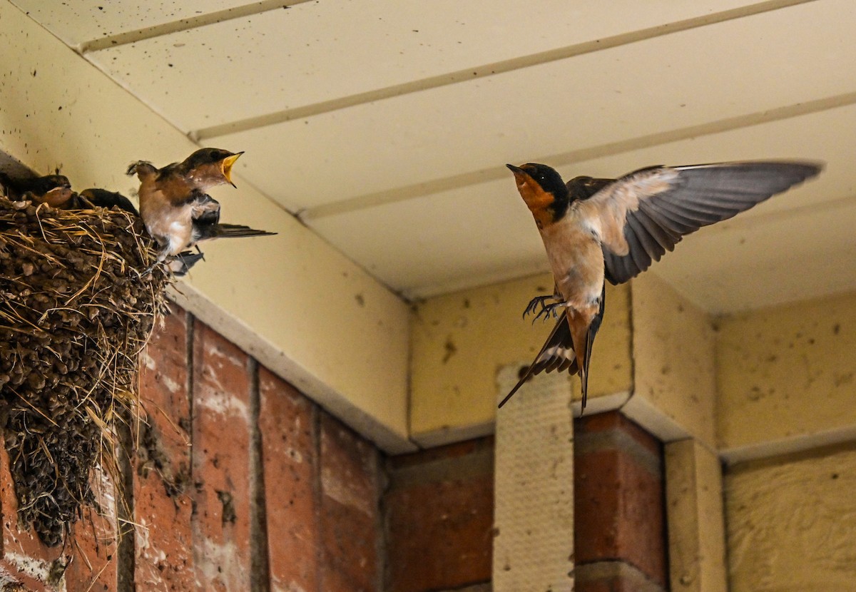 Barn Swallow - ML620802553