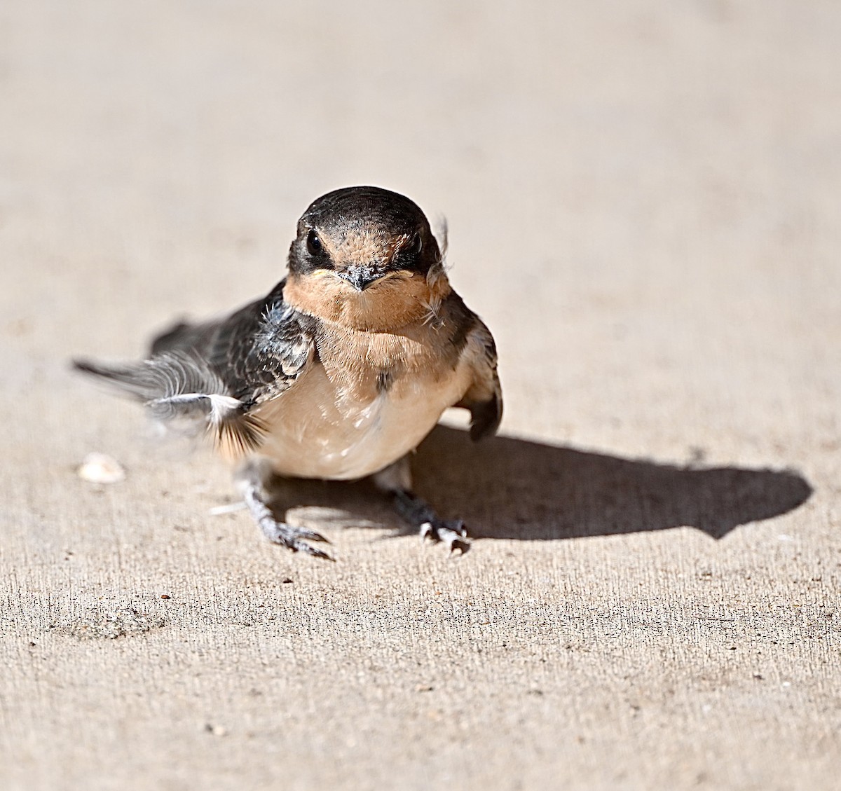 Barn Swallow - ML620802554