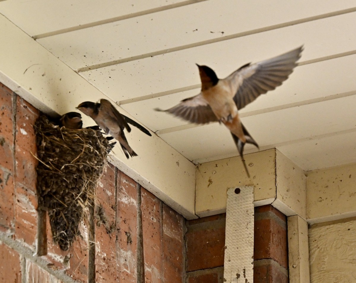 vlaštovka obecná - ML620802555