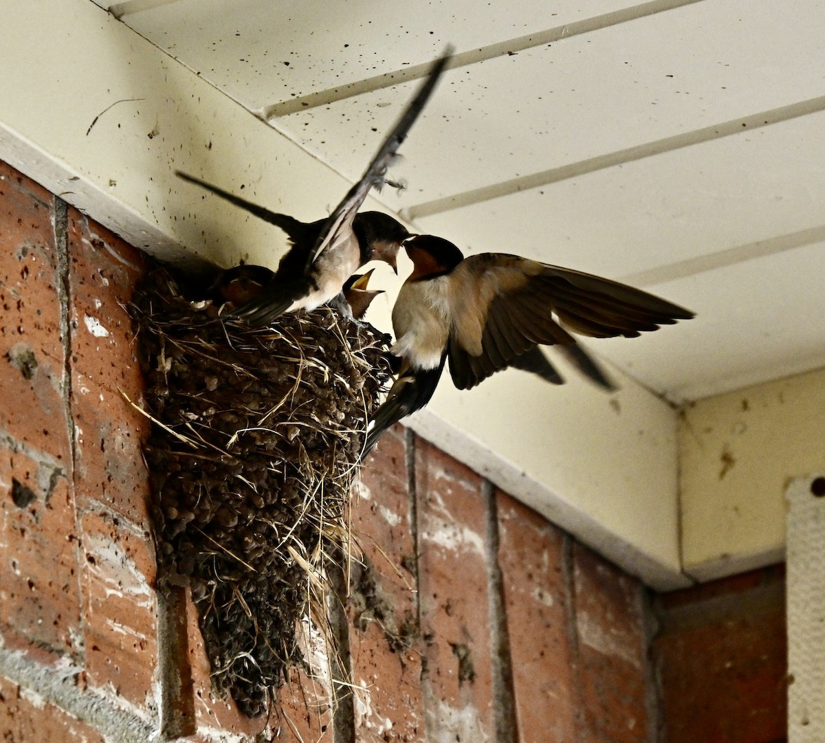 Barn Swallow - ML620802556
