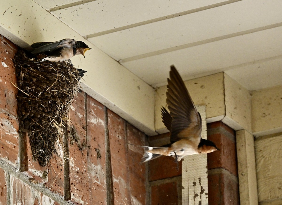 Barn Swallow - ML620802557