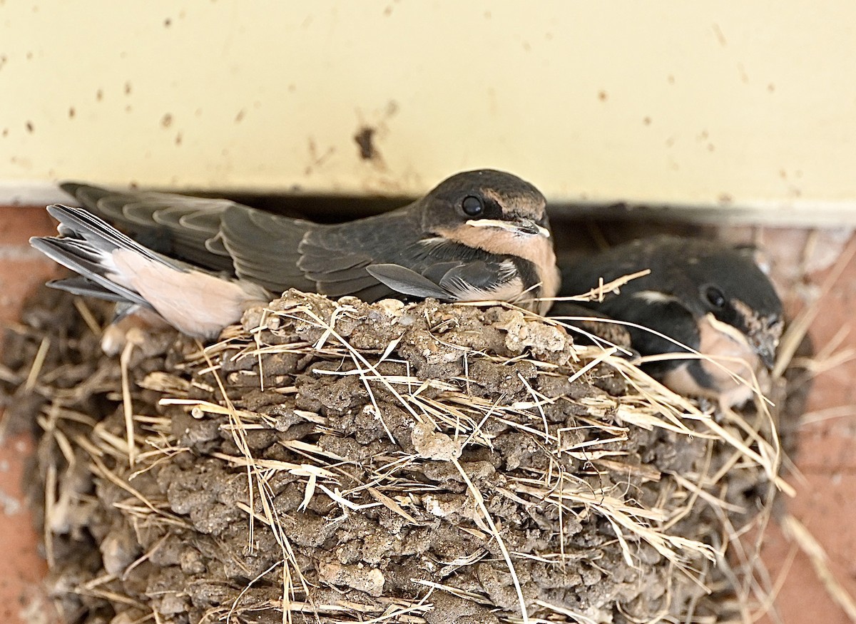 Barn Swallow - ML620802558
