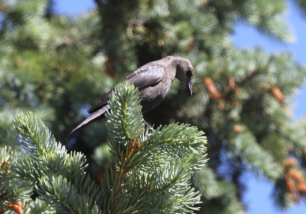 Brewer's Blackbird - ML620802561