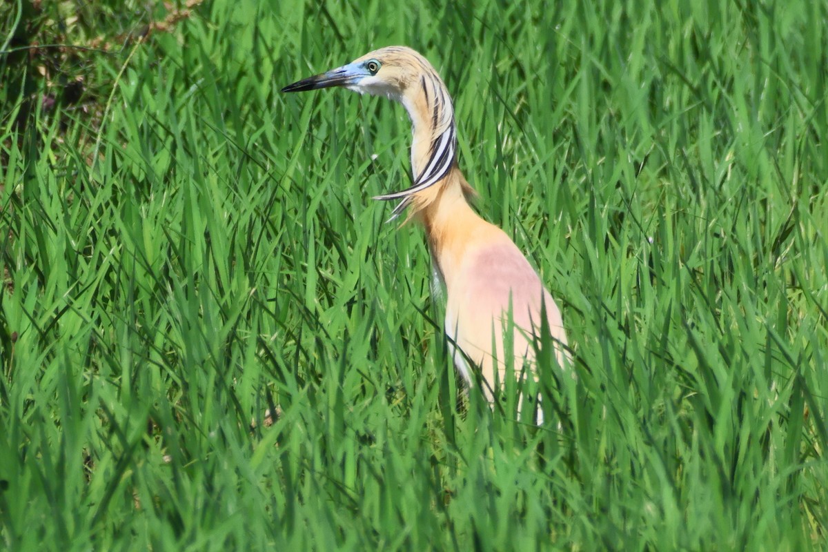 Squacco Heron - ML620802562