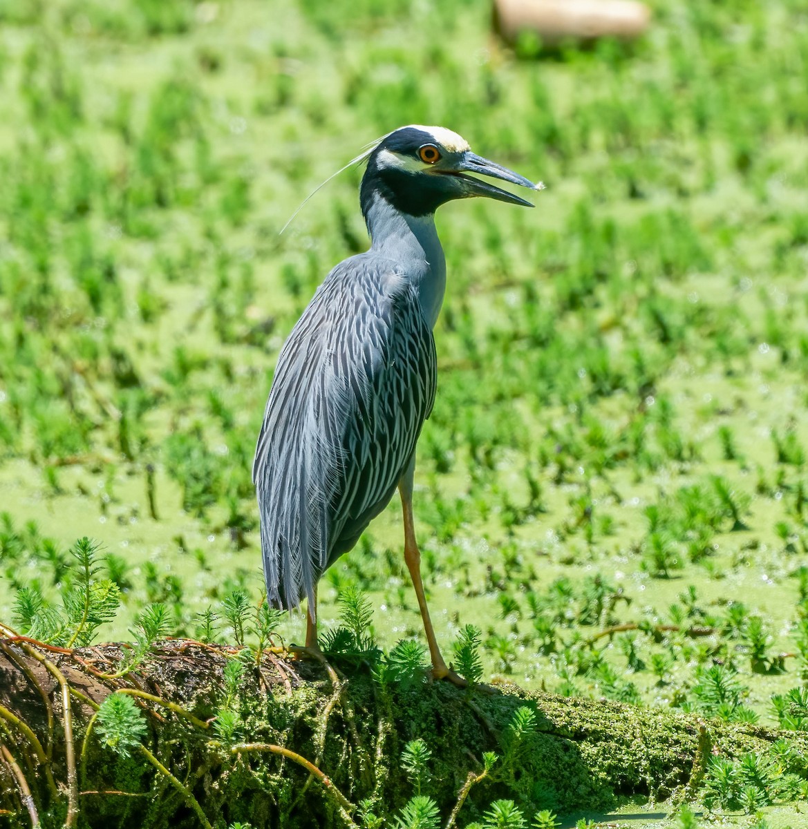 Yellow-crowned Night Heron - ML620802563