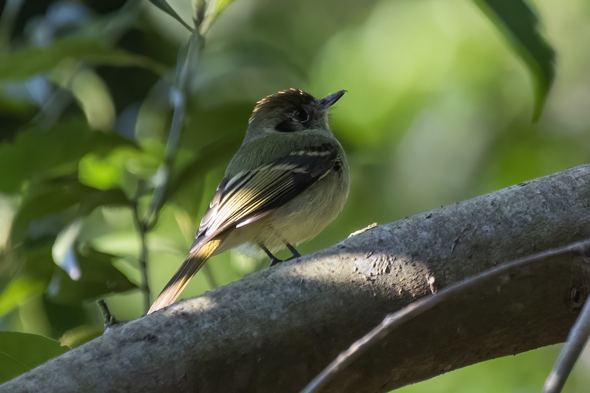 Sepia-capped Flycatcher - ML620802567