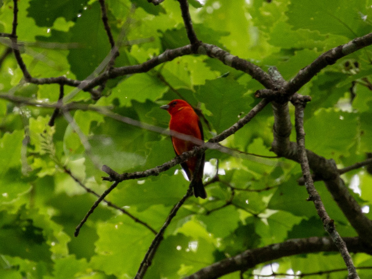 Scarlet Tanager - ML620802571