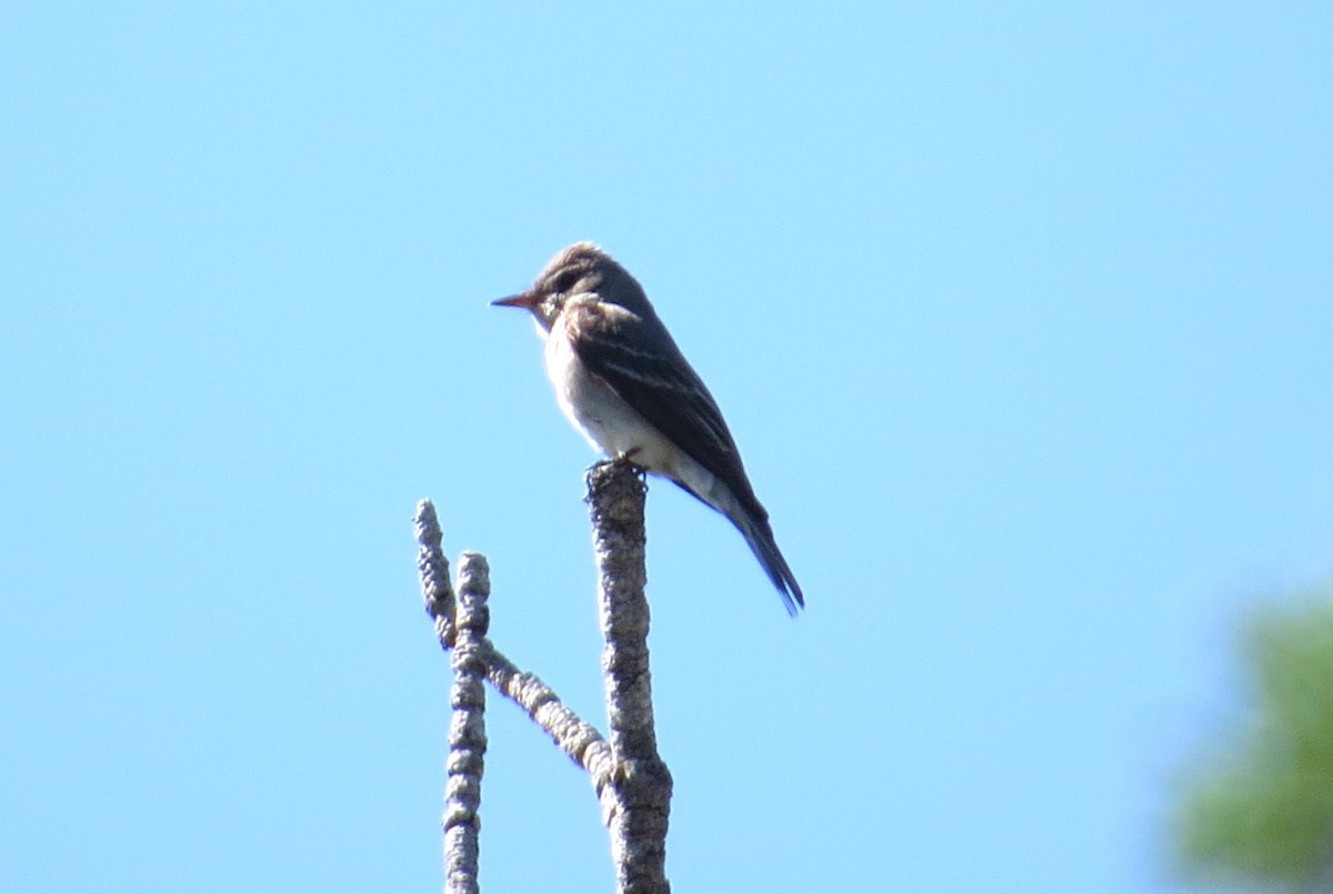 Western Wood-Pewee - ML620802574