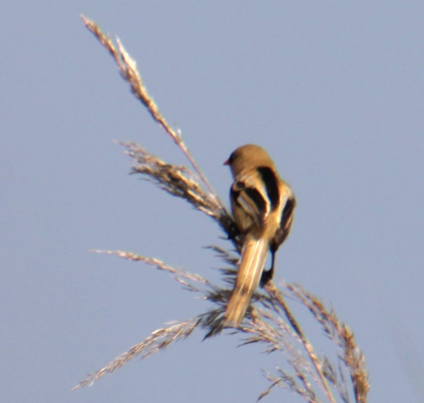 Bearded Reedling - Samuel Harris