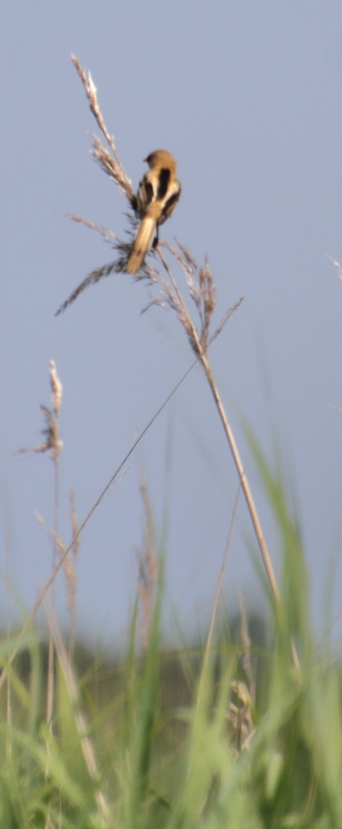 Bearded Reedling - ML620802582