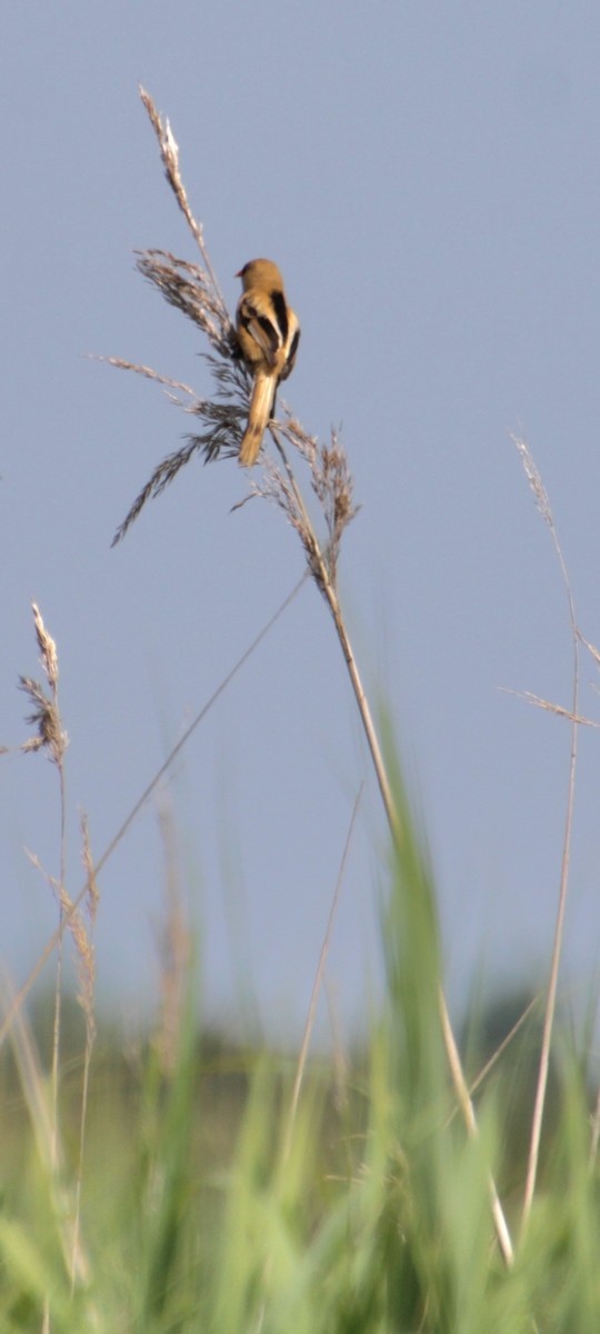 Bearded Reedling - ML620802584