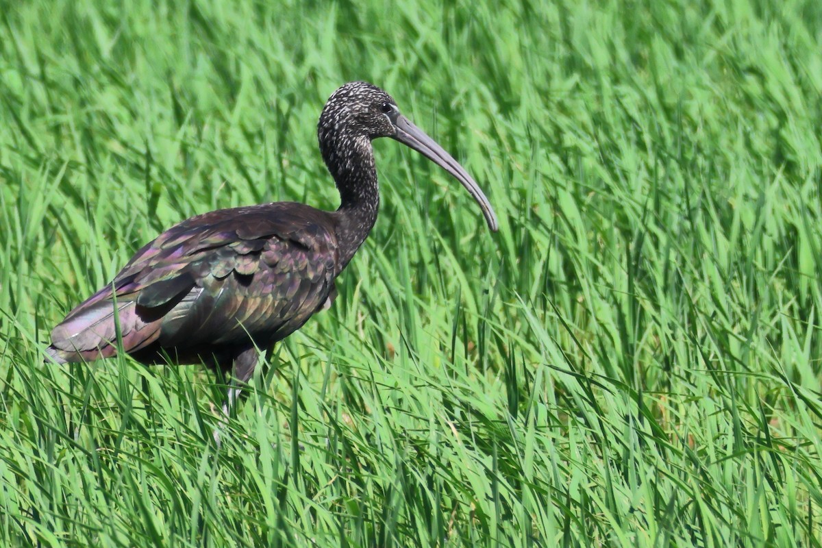 Glossy Ibis - ML620802587