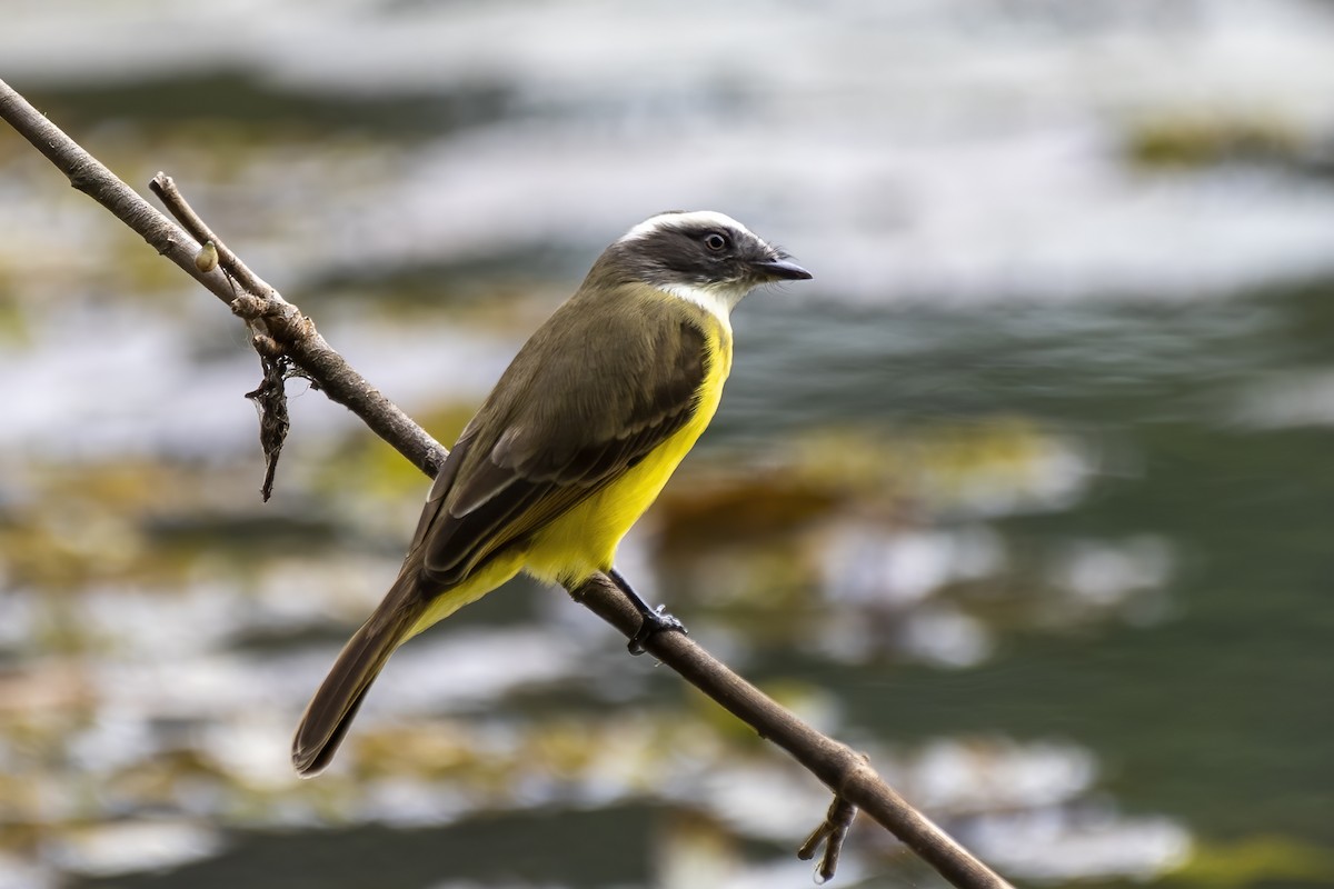 Social Flycatcher - ML620802588