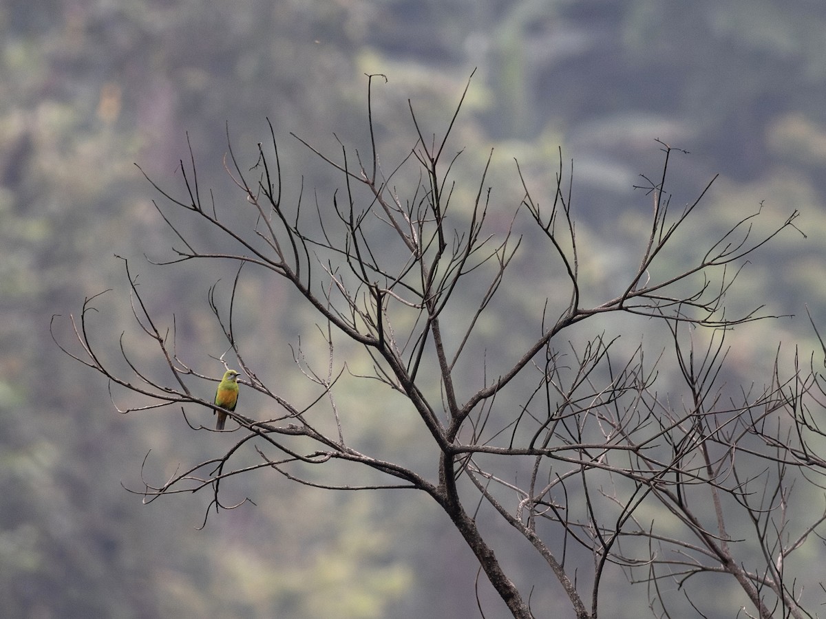 Orange-bellied Leafbird - ML620802589