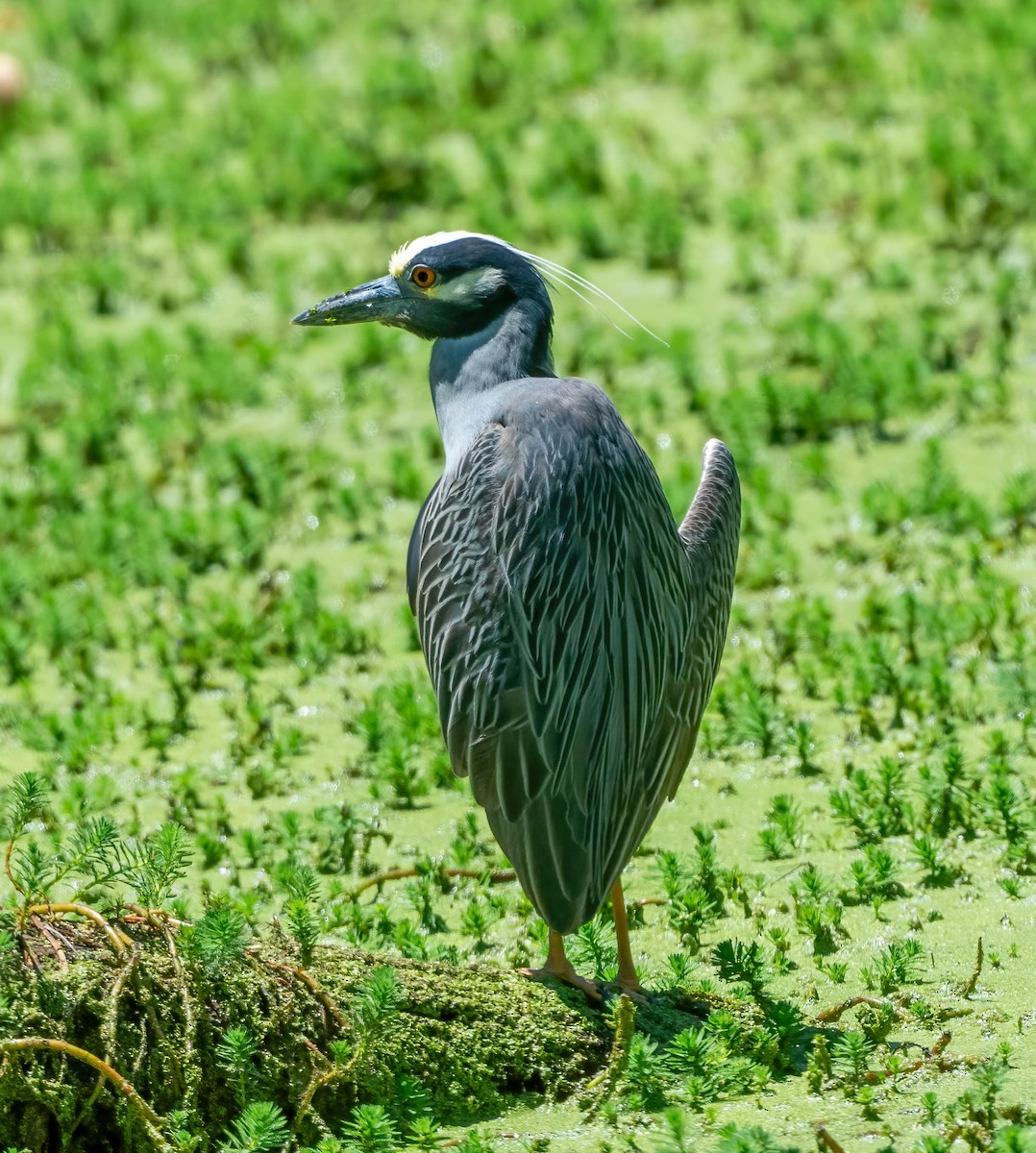 Yellow-crowned Night Heron - ML620802590