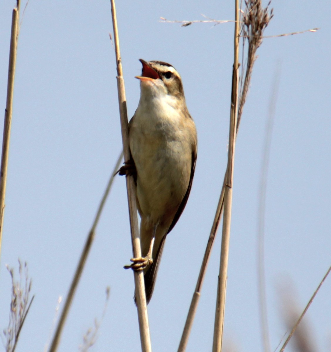 Sedge Warbler - ML620802591