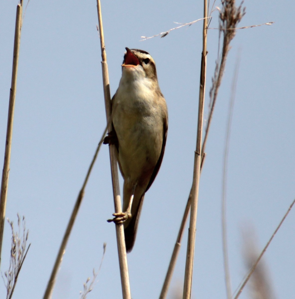 Sedge Warbler - ML620802593