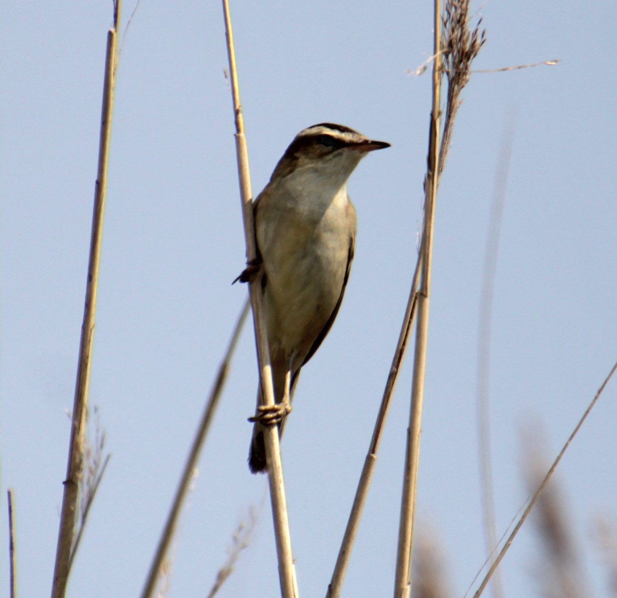 Sedge Warbler - ML620802595