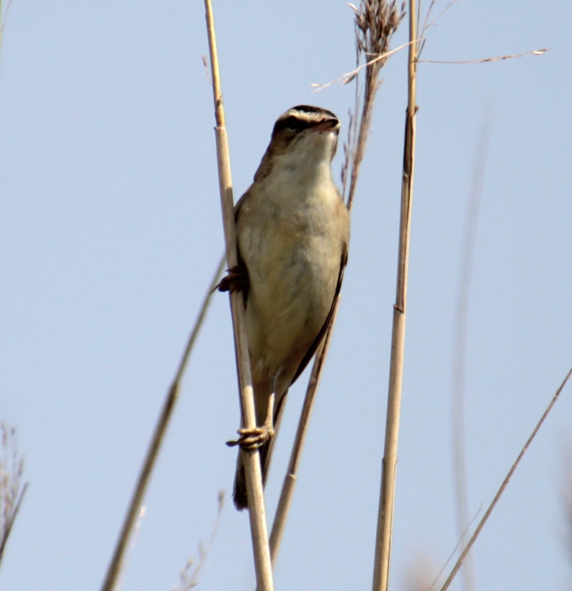 Sedge Warbler - ML620802596