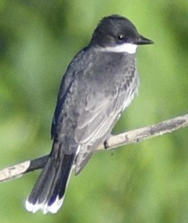 Eastern Kingbird - ML620802598