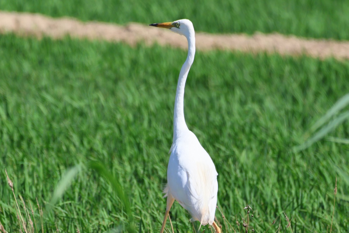 Great Egret - ML620802601