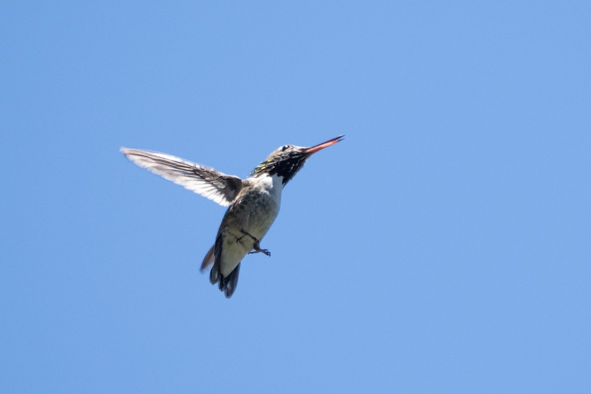 Colibrí Calíope - ML620802602