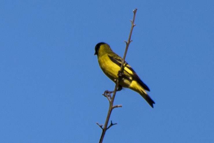 Hooded Siskin - Luiz Carlos Ramassotti