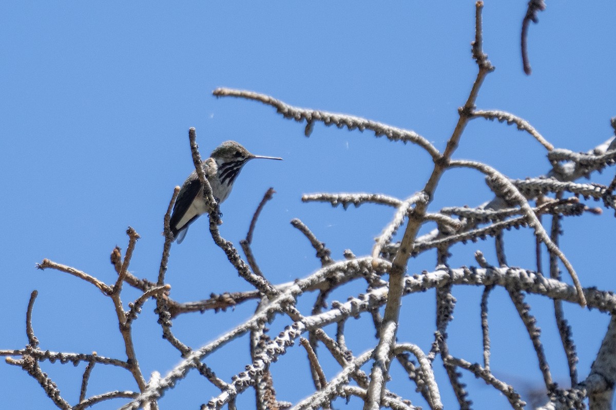 Calliope Hummingbird - ML620802604